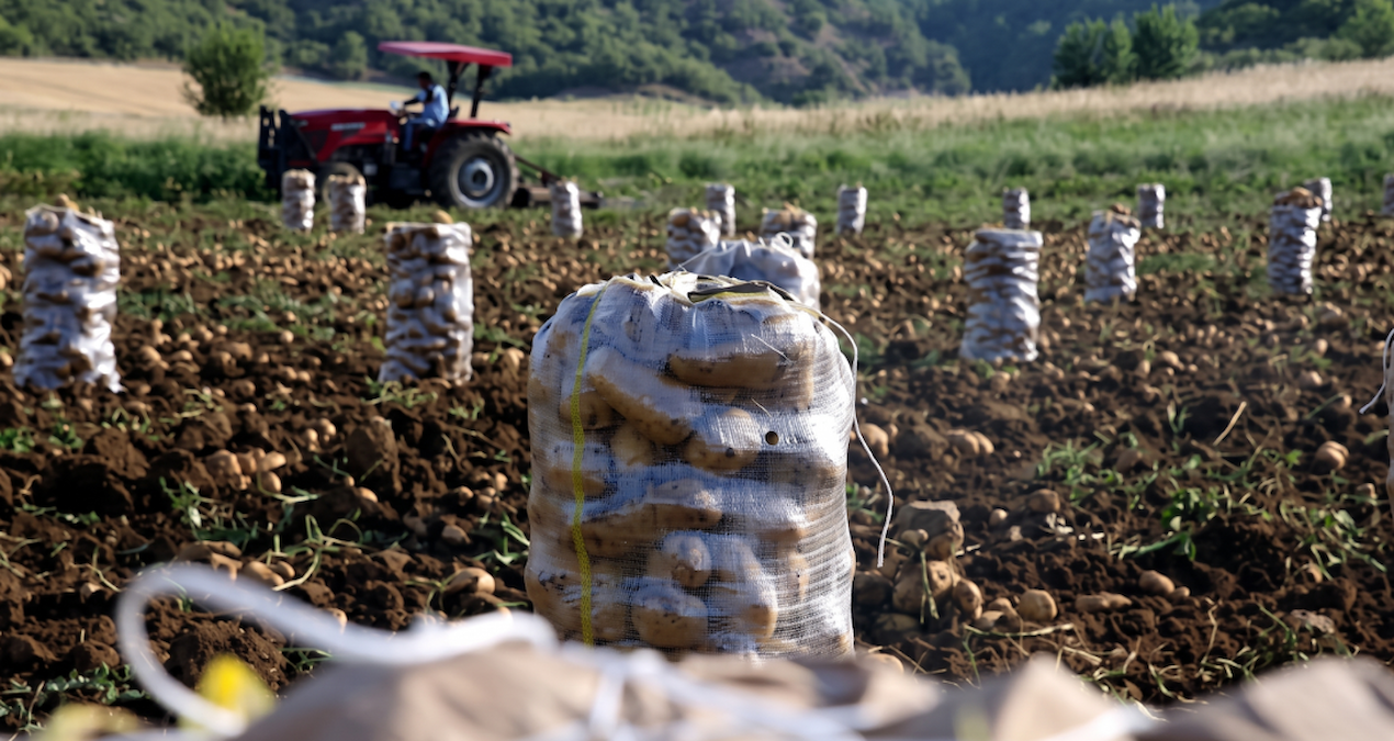 Patates tarlada degerlendi kilogram fiyati firladi zN5Ga3Yp